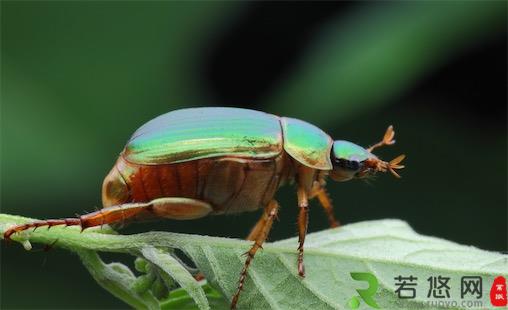 寿命最长的昆虫 活了47年的丽金龟