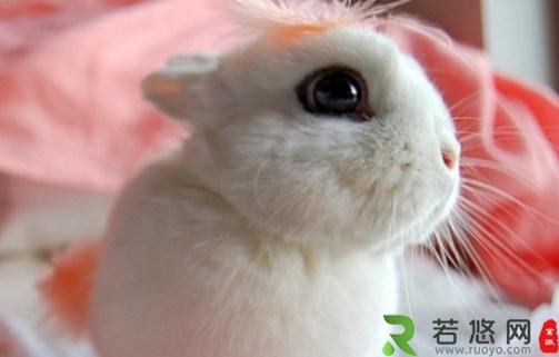 海棠兔的生长环境如何？