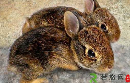 琉球兔的产地-琉球兔是怎样的？