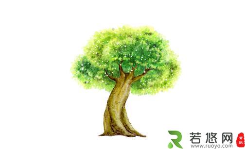 榕树是怎样的？怎么识别榕树？