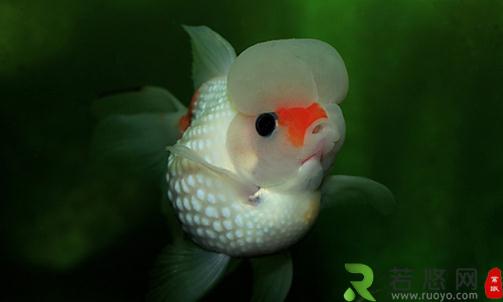 彩色球形珍珠金鱼如何进行性别区分？