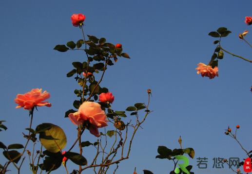 月季花对家居环境的影响-月季花的风水学应用