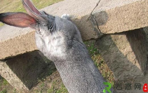 金吉拉兔的产地-金吉拉兔有哪些品种？
