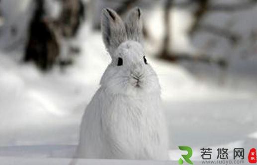 雪兔是什么？雪兔的简介