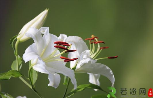 百合花的象征意义-百合花的养殖技巧