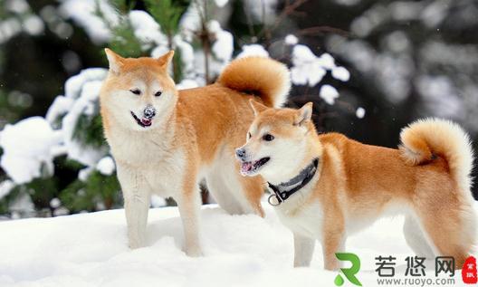 柴犬多少钱一只？柴犬如何喂养？