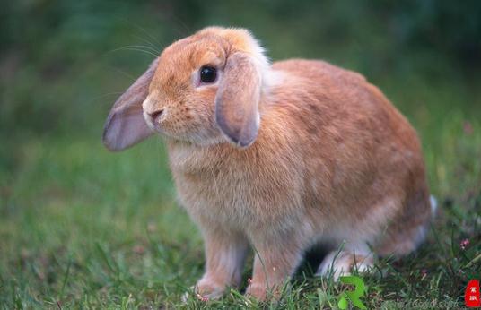迷你垂耳兔怎么养？迷你垂耳兔吃什么？