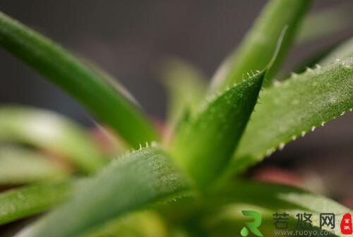 芦荟的花语-芦荟的药用价值