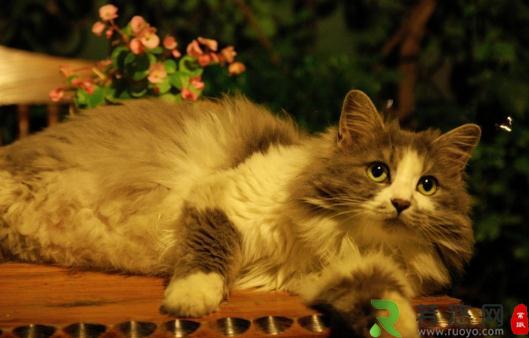 挪威森林猫的简介-挪威森林猫怎么养？
