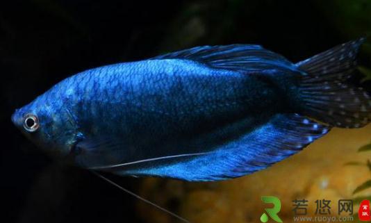 蓝龙鱼怎么繁殖？蓝龙鱼怎么养？