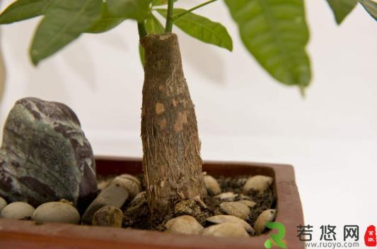 发财树小盆栽怎么养 发财树小盆栽的养殖方法