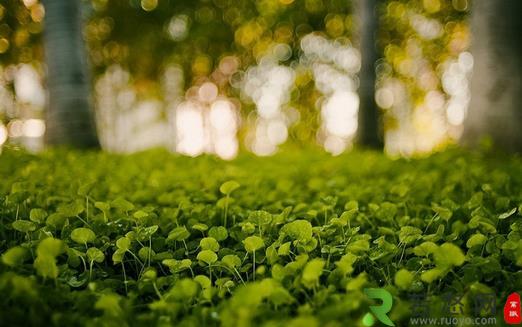 小心植物“报复” 植物也会吃醋