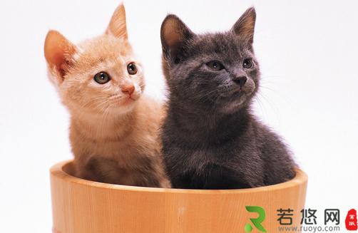 喂养宠物猫需要注意的四大误区