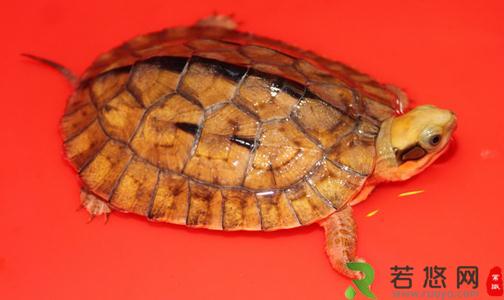 乌龟的生活习性 乌龟的寿命