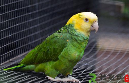 双黄头亚马逊鹦鹉价格 双黄头亚马逊鹦鹉饲养方法