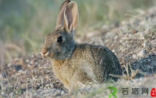 沙漠棉兔的简介-沙漠棉兔是什么品种？
