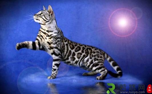 孟加拉豹猫的简介-孟加拉豹猫怎么养？