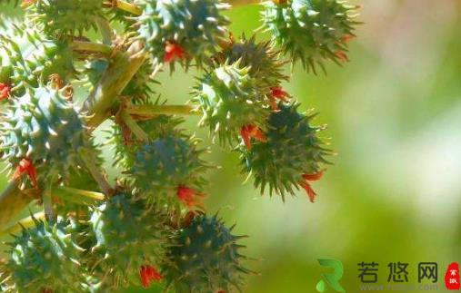 致癌植物知多少 和有毒植物打交道的窍门