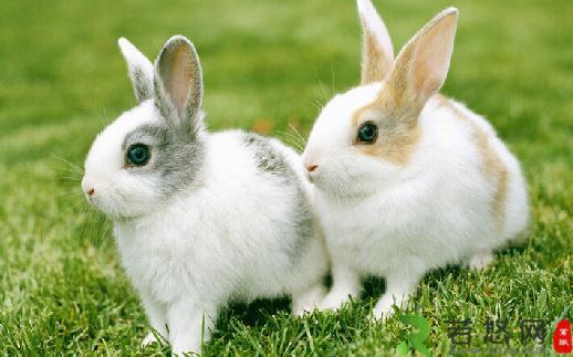 家兔的简介-家兔有什么生活习性？