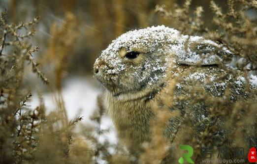 沙漠棉尾兔怎么养？沙漠棉尾兔吃什么？