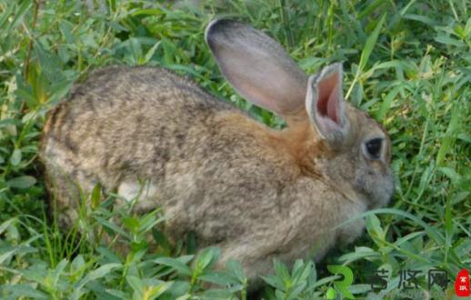 比利时兔的简介-比利时兔的生活环境