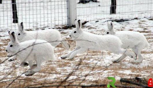 雪兔冬季的毛色特征-雪兔的外观
