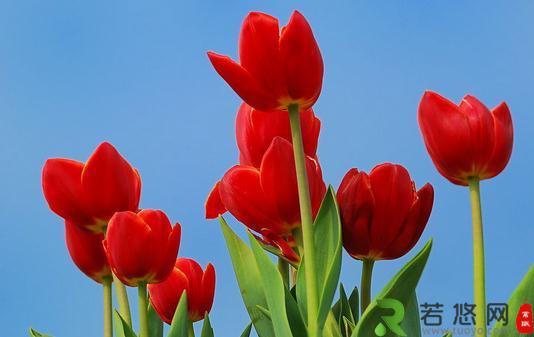 在室内用花卉装饰的布局方法