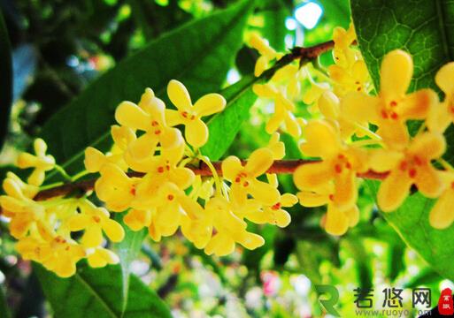 桂花对家居环境的影响-桂花的风水学应用