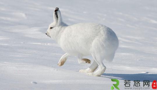 北极野兔的繁殖能力-北极兔的护理