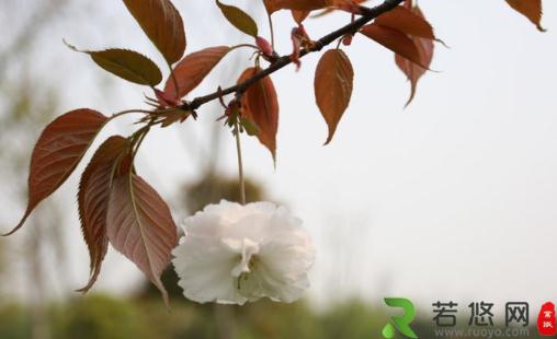 杭州西溪 赏芦获飞雪