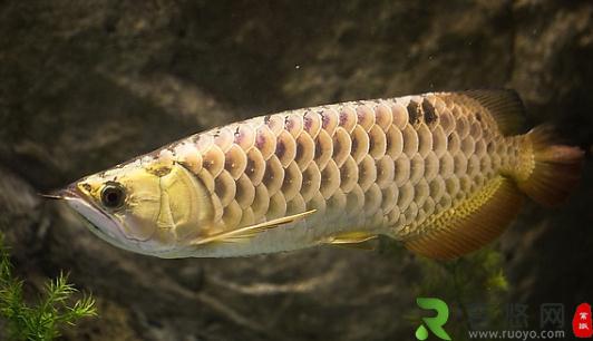 背金龙鱼的简介-背金龙鱼的体型特征