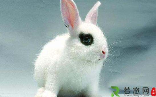 海棠兔产自哪里？海棠兔的环境温度控制