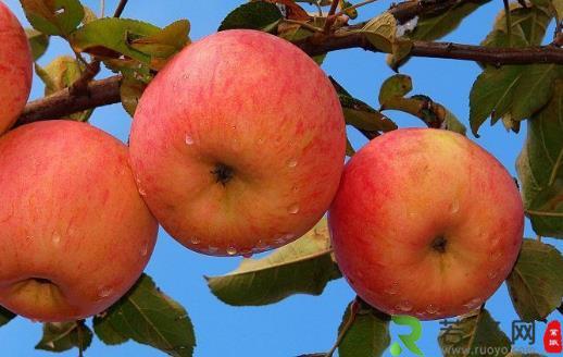 天天吃苹果 苹果这些功效你知道几个