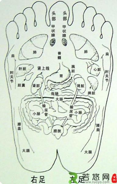 人体脚步穴位示意图