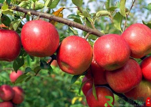 营养饮食大揭秘：吃苹果居然会伤牙！