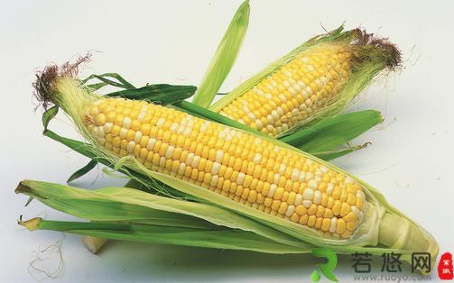 玉米成熟季 选购有要点