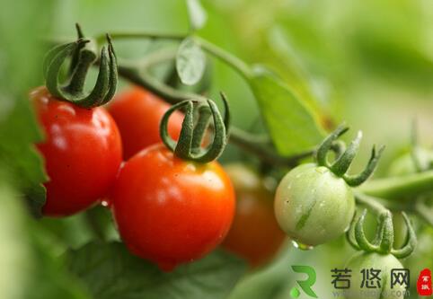 番茄红素是如何防癌、抗癌的？