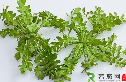 春季吃什么野菜好？四种食用野菜介绍