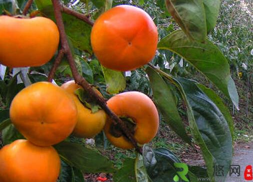涩柿能有效对抗诺如病毒-涩柿的作用