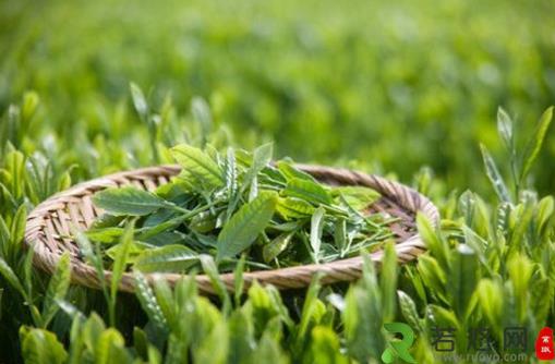 长期饮用绿茶易患脚气 了解绿茶的四个副作用
