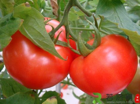 如何挑选西红柿？吃西红柿的注意事项