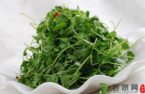 冬吃香菜可治感冒 七款香菜食疗菜谱推荐