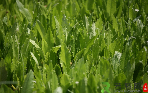 野菜不可乱吃 这些野菜可致死