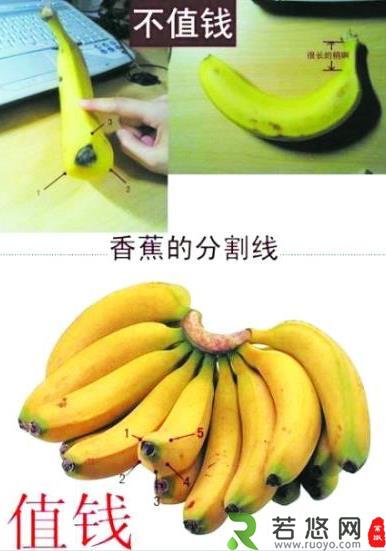 是香蕉还是芭蕉？芭蕉和香蕉的区别