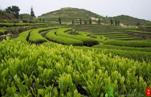 安溪茶怎么喝？安溪茶的功效