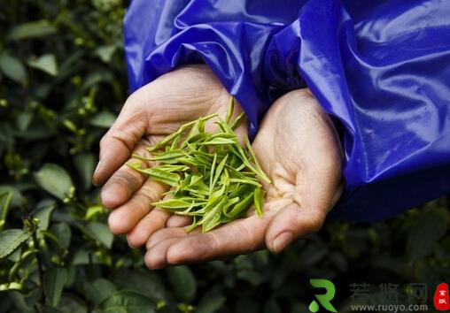 茶叶的种类-哪些茶叶属于绿茶？