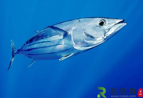 金枪鱼的适用人群-金枪鱼的营养价值与功效