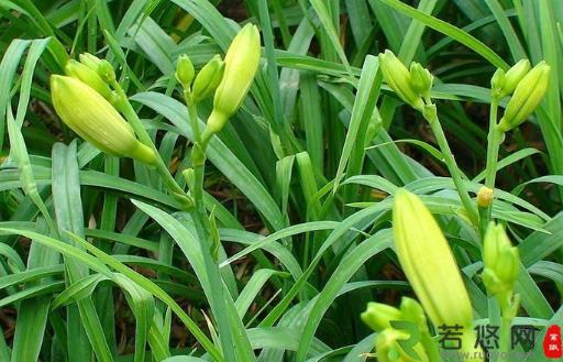 食以载道的黄花菜，安神除烦护肤美颜