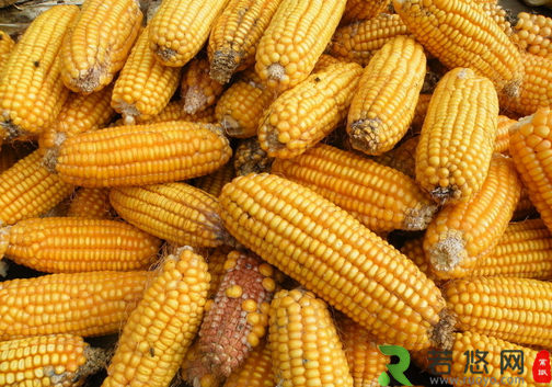 玉米的种植技术-玉米的功效与作用