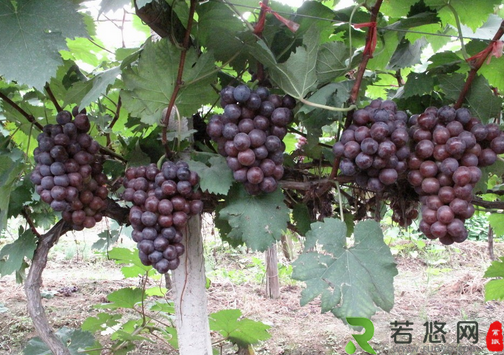 夏黑葡萄的种植技术-夏黑葡萄的功效与作用